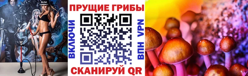 omg tor Апатиты Псилоцибиновые грибы GOLDEN TEACHER