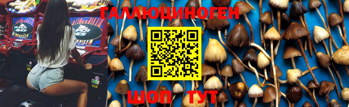 Псилоцибиновые грибы Cubensis  Галлюциногенные грибы мицелий  Апатиты  Вход с VPN 